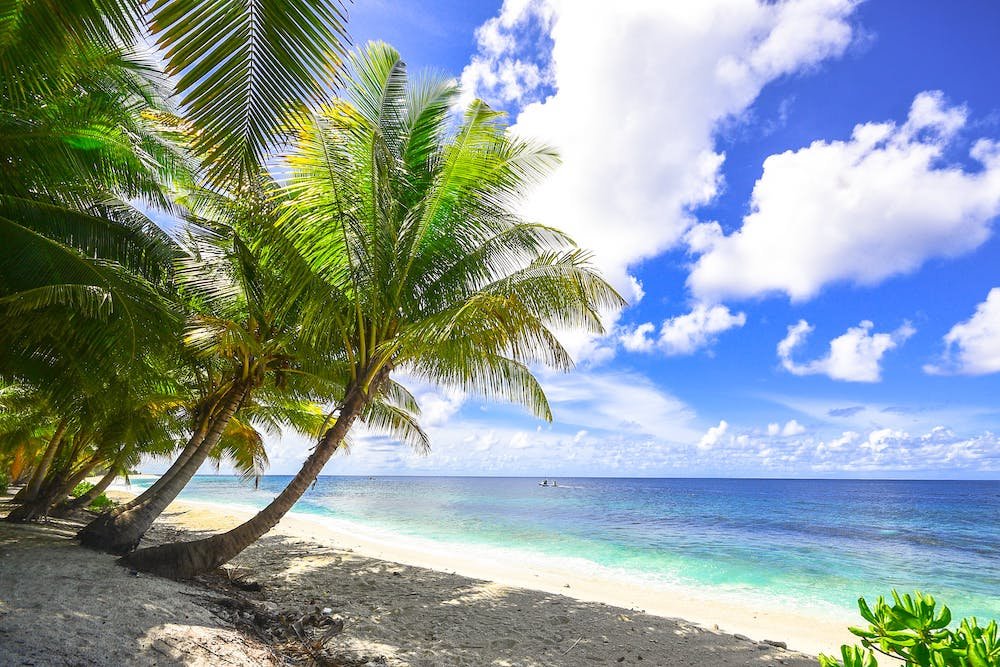 island palm trees