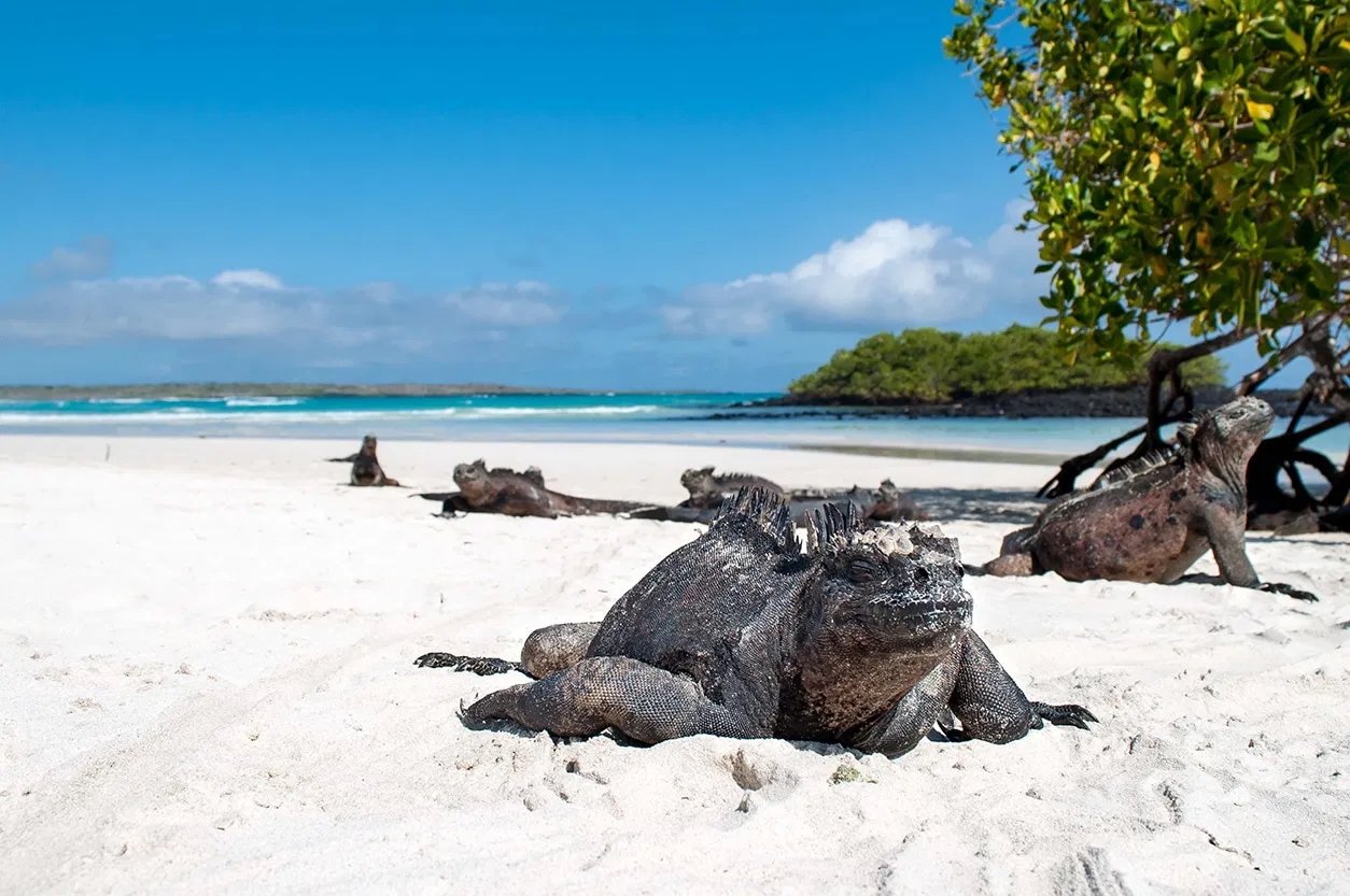 santa cruz island galapagos