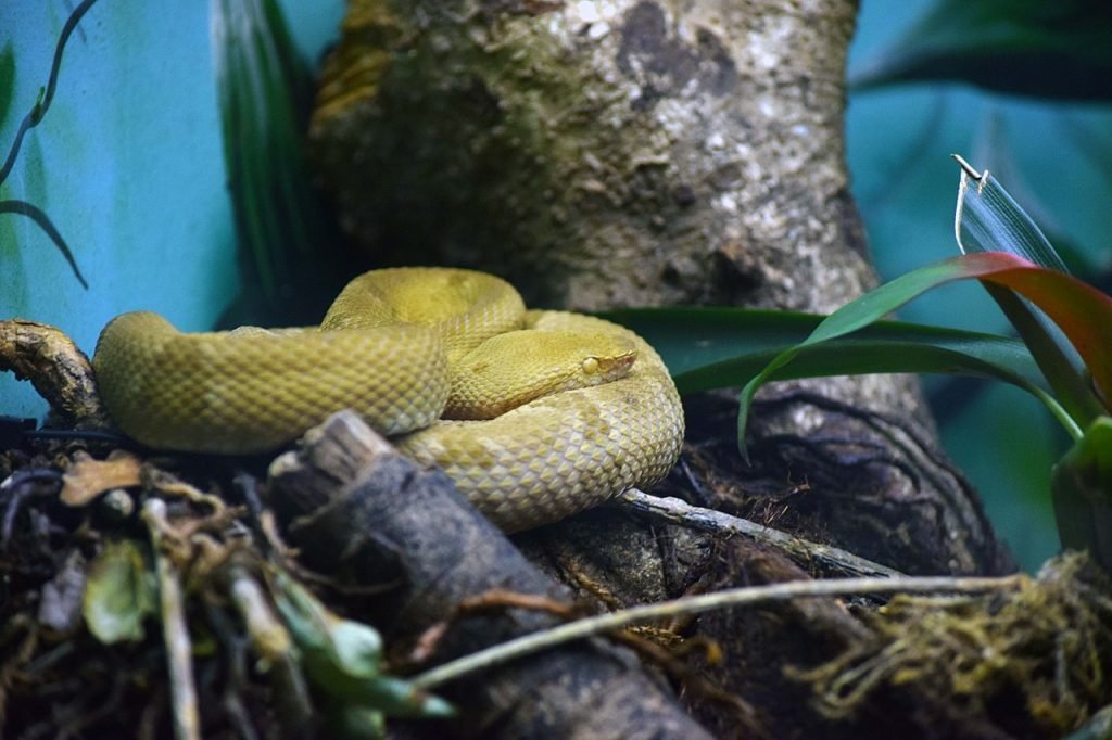 Bothrops insularis