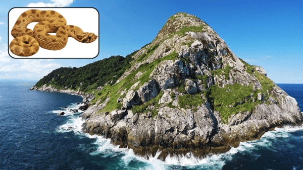 Snake Island: The World’s Most Venomous Island - Isle Keys