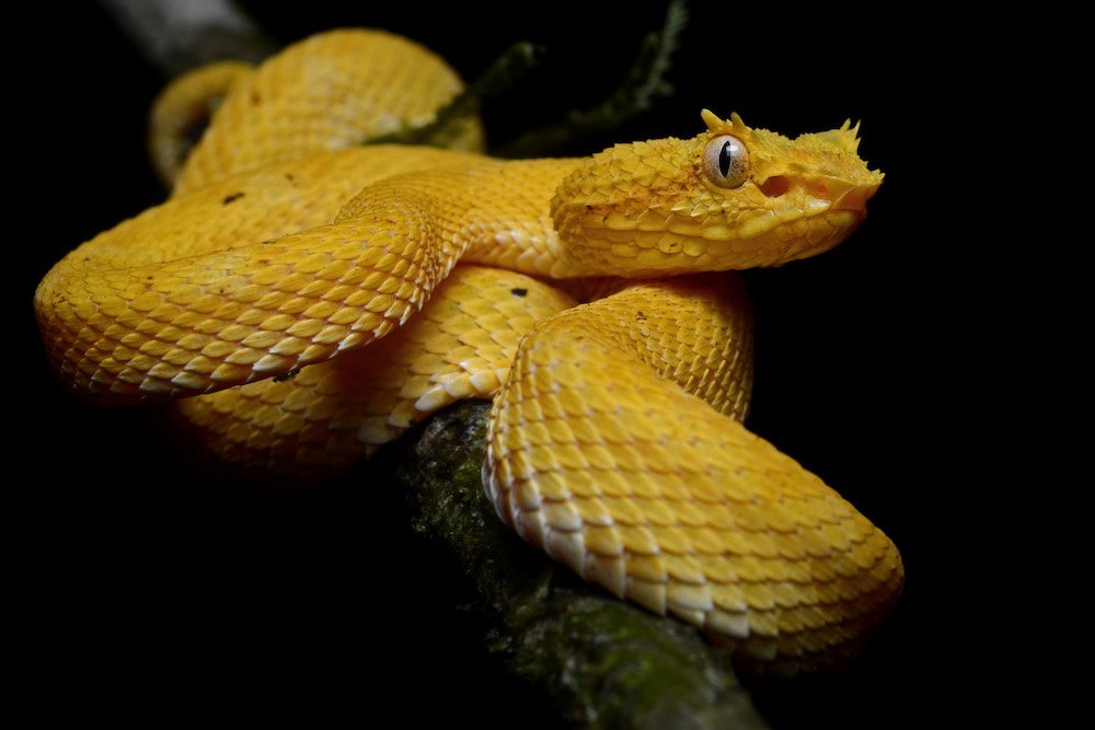 golden lancehead snakes