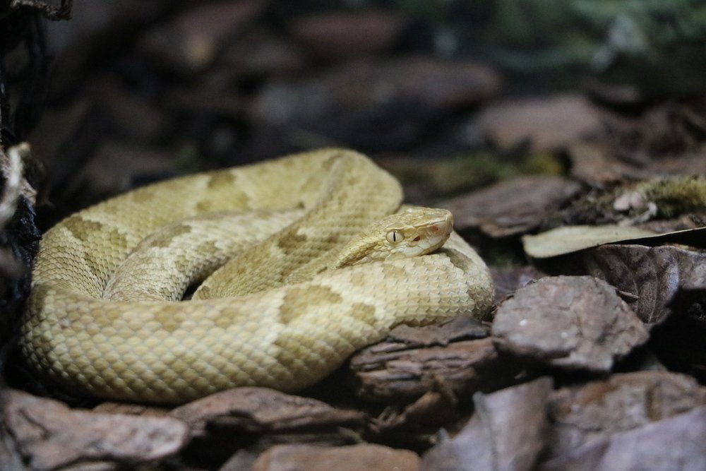 golden lancehead