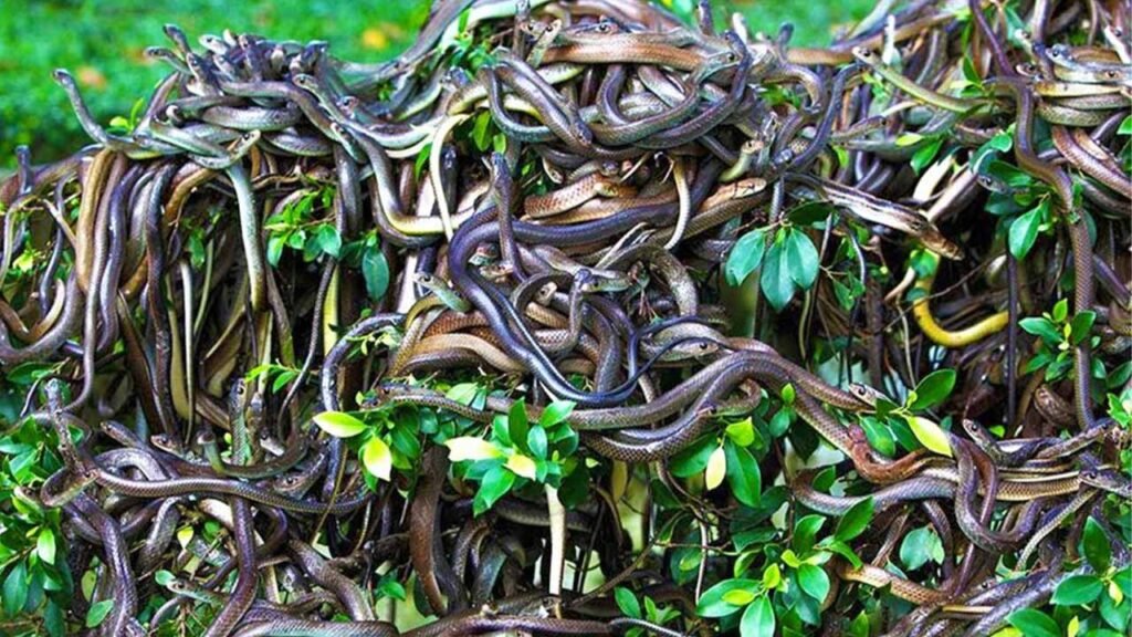 snake island brazil