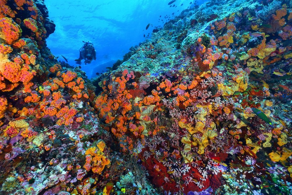 Diving in Tubbataha Reefs Natural Park