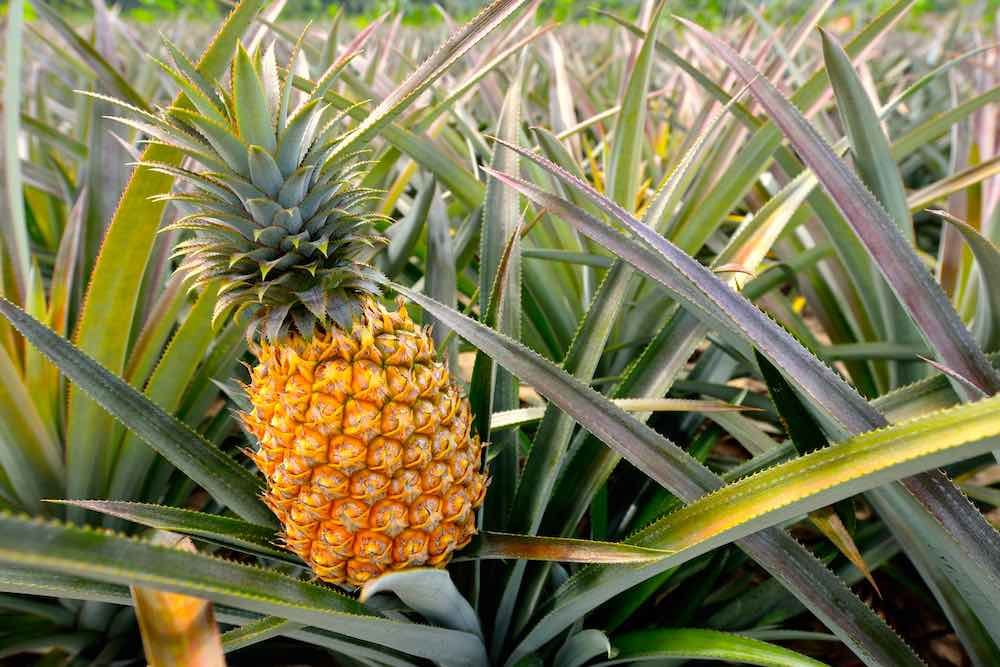Pineapple lanai