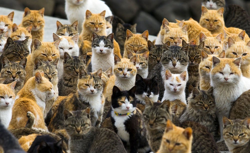 Cats in aoshima