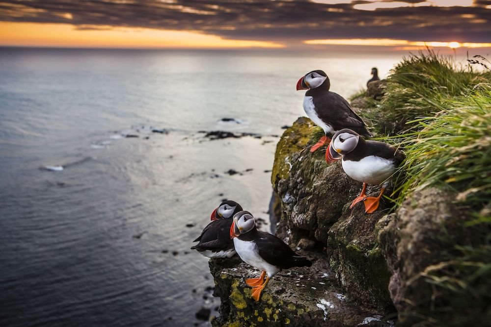 puffin at sunset