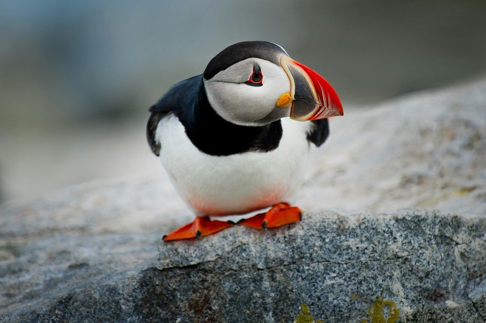 puffins of iceland