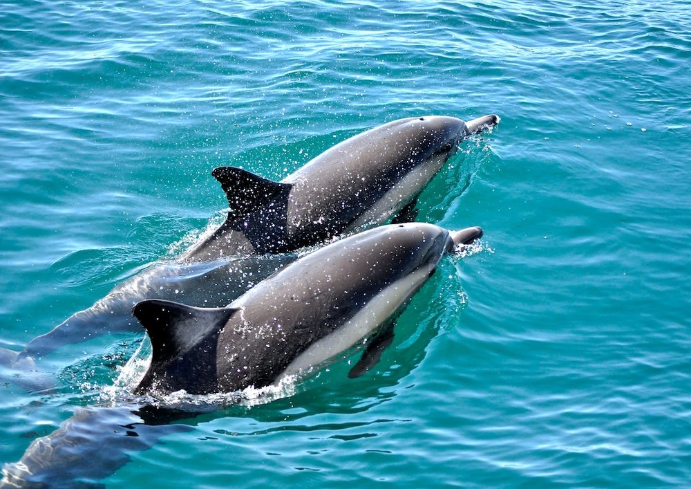 anna maria island dolphins