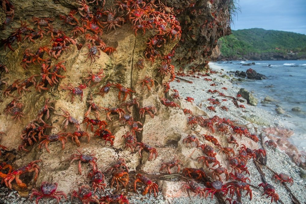 christmas island red crabs