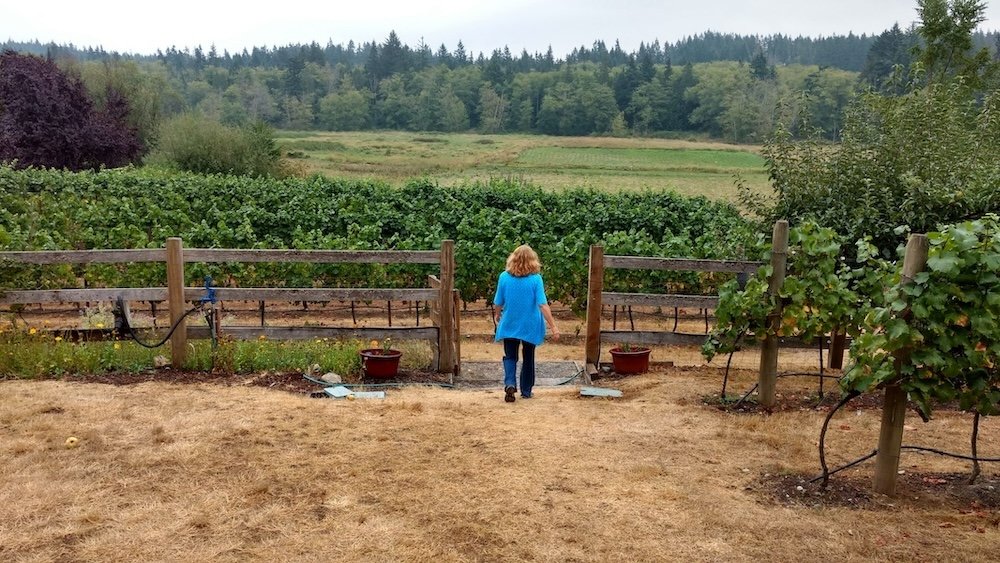 whidbey island winery
